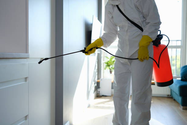 Best Local Mold Removal Service  in Sweet Home, AR