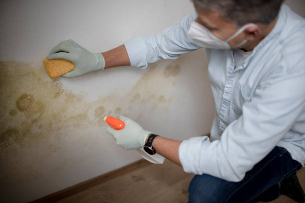 Best Mold Removal and Inspection  in Sweet Home, AR