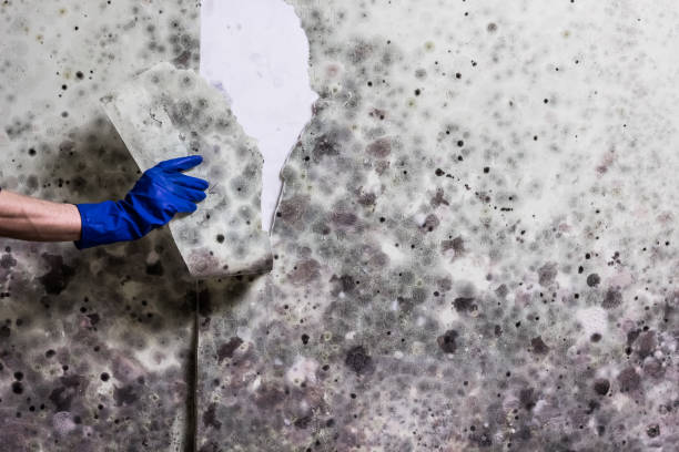 Best Toxic Mold Removal  in Sweet Home, AR