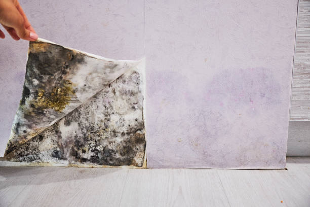 Best Mold Cleaning Services  in Sweet Home, AR